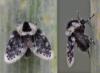 Clogmia latipennis